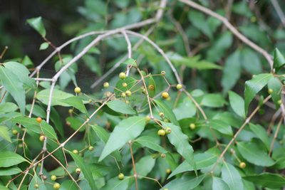 Blepharocalyx salicifolius, photographed by Romi Galeota Lencina