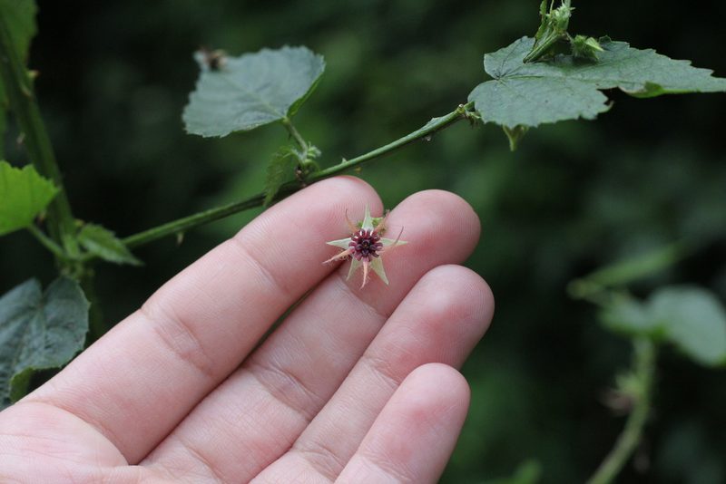 Ayenia urticifolia, photographed by Romi Galeota Lencina