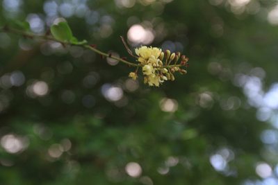 Haematoxylum campechianum, photographed by Brian Oakes Haiti Hunter