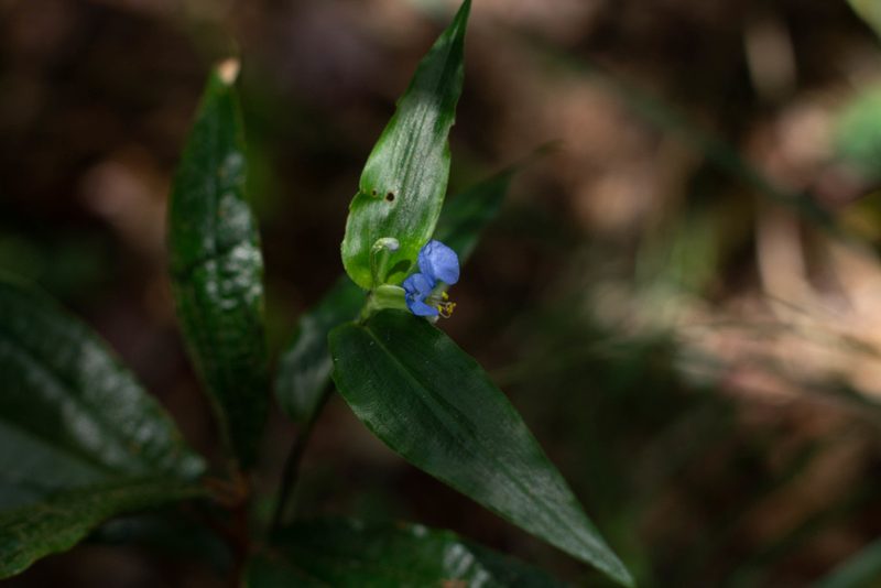 Commelina obliqua, photographed by Márcia Martins