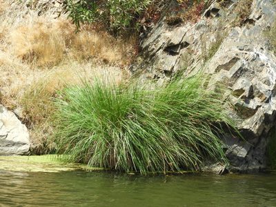 Carex elata, photographed by Santiago Martín-Bravo