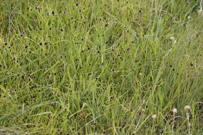 Cyperus bracheilema, photographed by Tony Rebelo