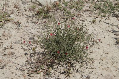 Jamesbrittenia breviflora, photographed by Tony Rebelo