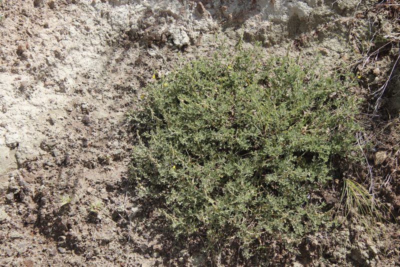 Melolobium obcordatum, photographed by Tony Rebelo