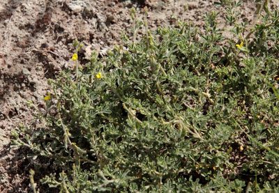 Melolobium obcordatum, photographed by Tony Rebelo
