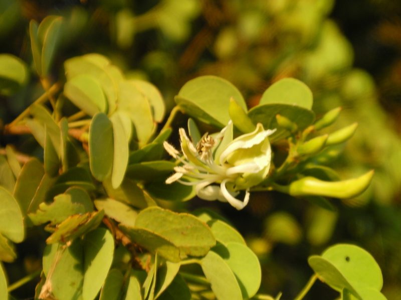 Bauhinia rufescens, photographed by Denis Bastianelli