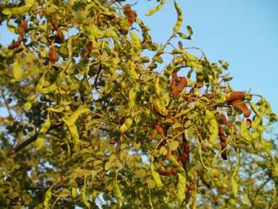 Bauhinia rufescens, photographed by Denis Bastianelli
