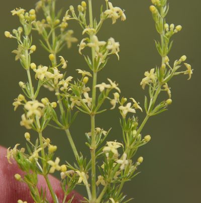 Galium capense, photographed by Tony Rebelo