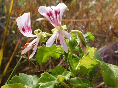 Pelargonium greytonense, photographed by Klaus Wehrlin