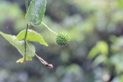 Ayenia urticifolia, photographed by Romi Galeota Lencina