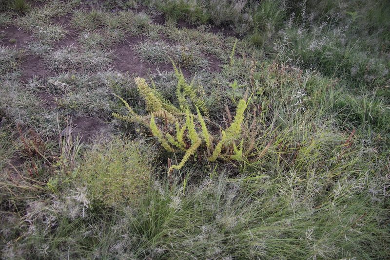 Asparagus stellatus, photographed by Tony Rebelo