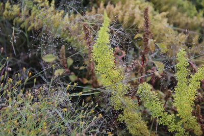 Asparagus stellatus, photographed by Tony Rebelo