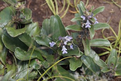 Ajuga ophrydis, photographed by Tony Rebelo