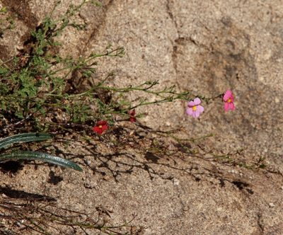 Jamesbrittenia breviflora, photographed by Tony Rebelo