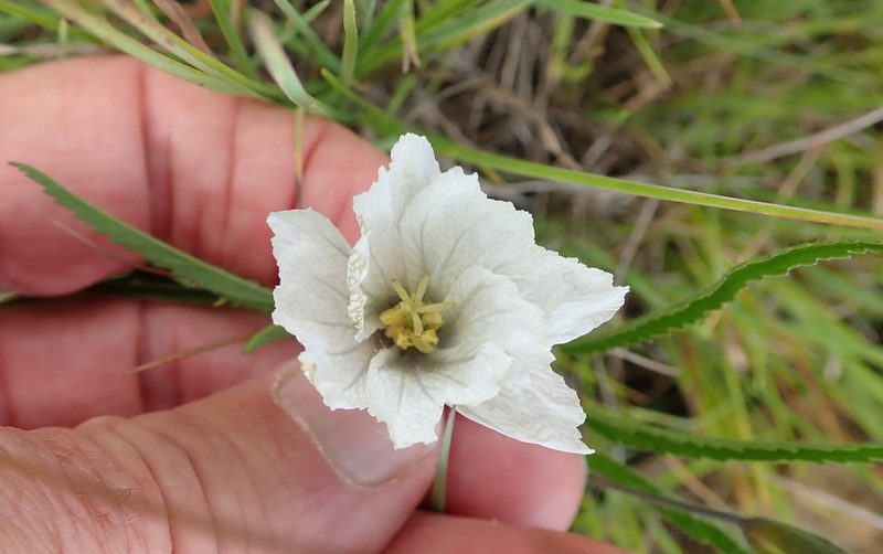 Monsonia attenuata, photographed by Peter Warren