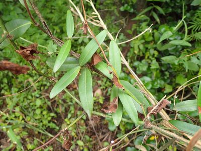 Secamone gerrardii, photographed by Mahomed Desai