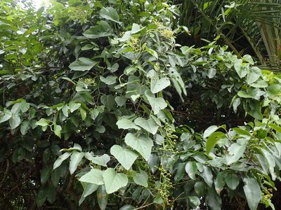 Cissus fragilis, photographed by Mahomed Desai