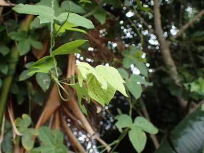Dalechampia capensis, photographed by Mahomed Desai