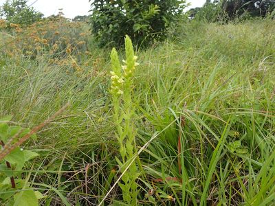 Alectra sessiliflora, photographed by Mahomed Desai