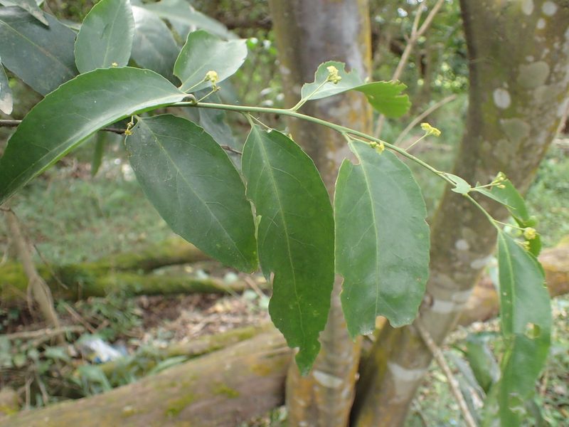Maytenus peduncularis, photographed by Mahomed Desai