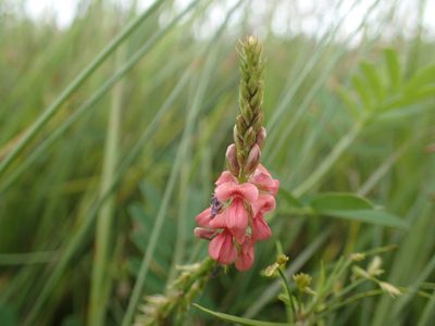 Indigofera hendecaphylla, photographed by Mahomed Desai
