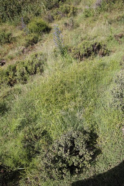 Cyperus bracheilema, photographed by Tony Rebelo