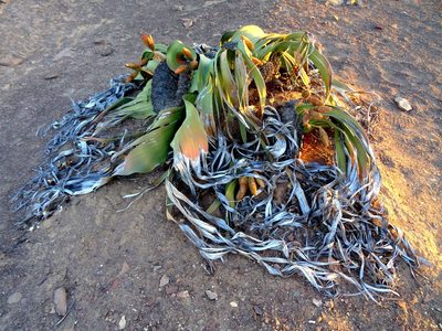 Welwitschia mirabilis, photographed by Jessica