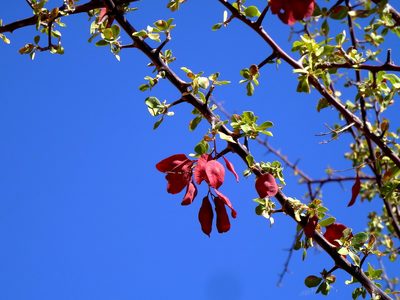 Terminalia prunioides, photographed by Jessica