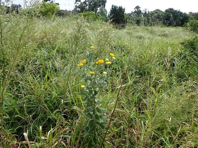 Helichrysum decorum, photographed by Mahomed Desai
