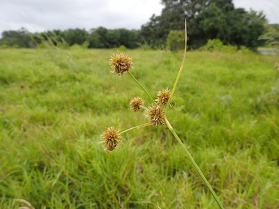 Rhynchospora holoschoenoides, photographed by Mahomed Desai
