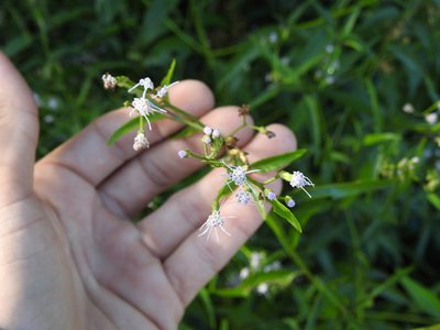 Chromolaena laevigata, photographed by Eduardo Luis Beltrocco