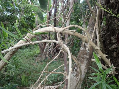Asparagus falcatus, photographed by Mahomed Desai