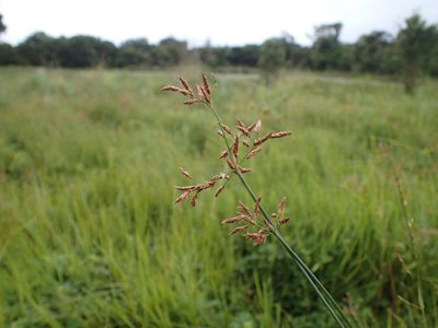 Fimbristylis complanata, photographed by Mahomed Desai