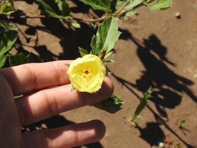 Cienfuegosia drummondii, photographed by Eduardo Luis Beltrocco