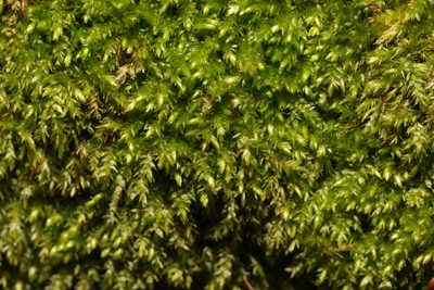 Rhynchostegium confertum, photographed by Stephen James McWilliam