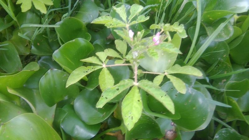 Cleome titubans, photographed by Bahiano Ayala