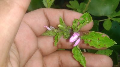 Cleome titubans, photographed by Bahiano Ayala