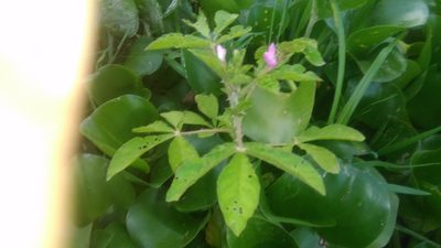 Cleome titubans, photographed by Bahiano Ayala