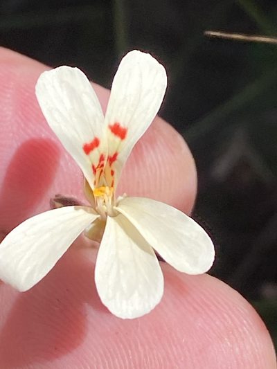 Pelargonium aestivale, photographed by Dave U