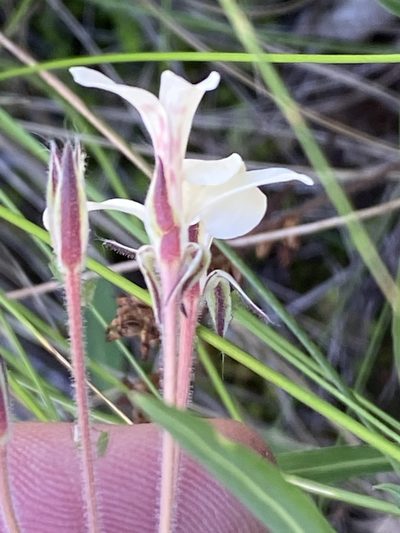 Pelargonium aestivale, photographed by Dave U