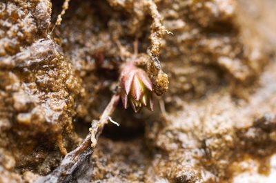 Pinguicula longifolia, photographed by Guillaume Delaitre