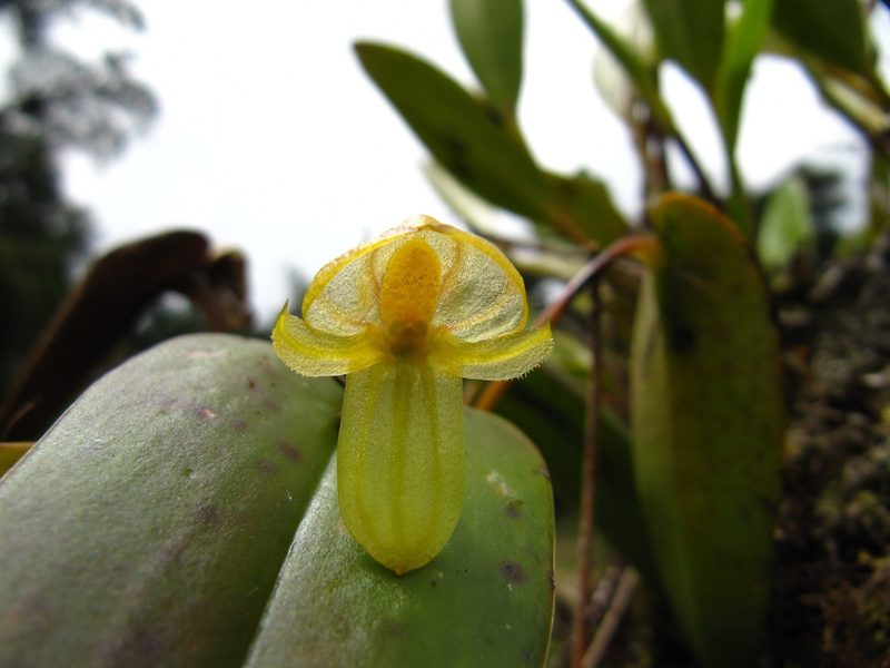 Pleurothallis octavioi, photographed by Carlos Alberto Rodriguez
