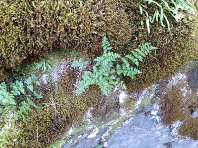 Cystopteris tasmanica, photographed by Leon Perrie