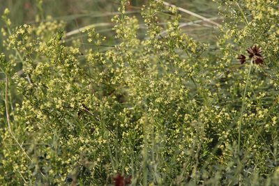 Galium capense, photographed by Tony Rebelo