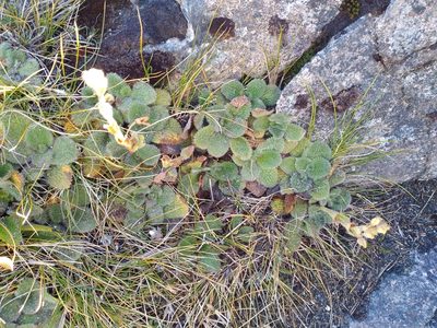 Ourisia sessilifolia, photographed by Leon Perrie