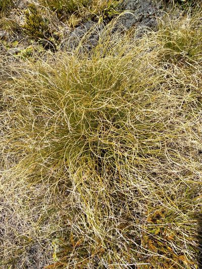 Chionochloa teretifolia, photographed by Leon Perrie
