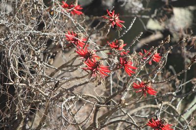 Erythrina americana, photographed by José Belem Hernández Díaz