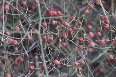 Asparagus denudatus, photographed by Tony Rebelo