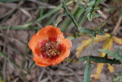 Sphaeralcea laciniata, photographed by aacocucci