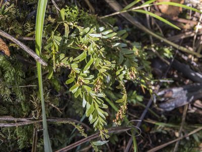 Tmesipteris tannensis, photographed by Cara-Lisa Schloots